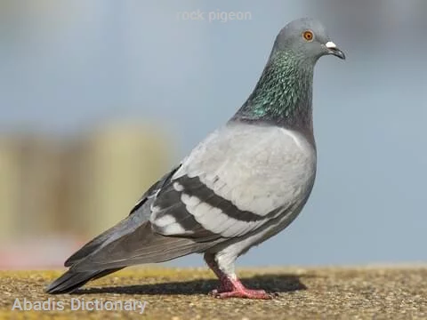 rock pigeon